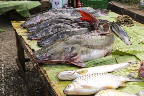 Freshly caught catfish on banana leaf in a fish market, Luang Prabang, Laos photo