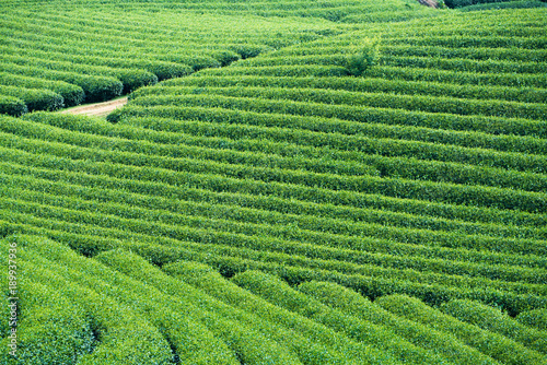 Tea Plantation in Moc Chau village, Vietnam