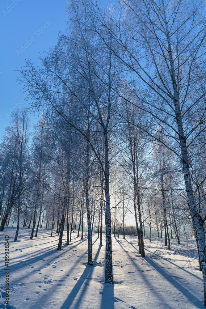 Fototapeta premium Trees in frost on the background of beautiful blue sky. Winter landscape.