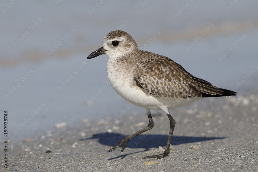 Black-bellied Plover on a Florida beach in winter Black-bellied Plover on a Florida beach in winter