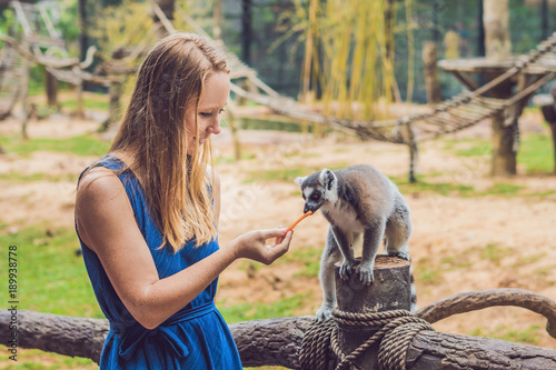 Young woman is fed Ring-tailed lemur - Lemur catta. Beauty in nature. Petting zoo concept photo