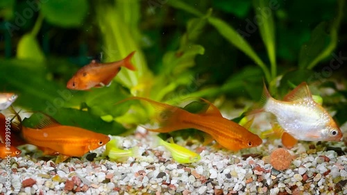 Feeding the fish in the aquarium photo