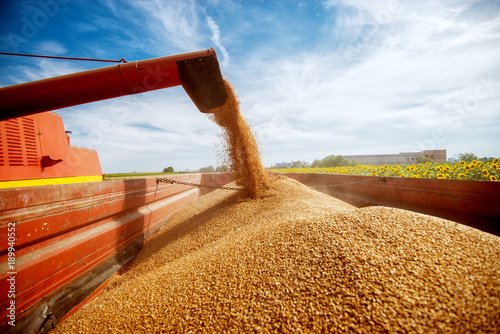 Photo of a filling a big red trailer with wheat corns out of combine harvester in a sunflower field on a beautiful day. photo