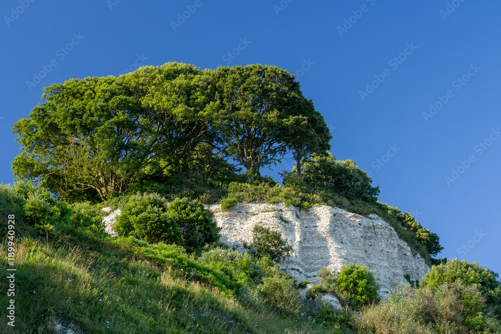 Large trees on top of a white cliff. Near the village of Beer. Eastern Devon. England