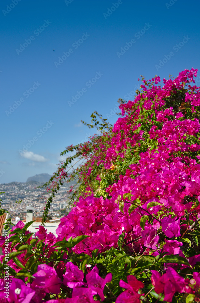 Obraz premium Madeira - Flower Island 