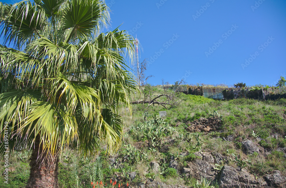 Obraz premium Exotic Vegetation