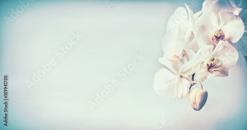 Wallpaper Mural Pretty orchids flowers at blue pastel  background , copy space, template or bann