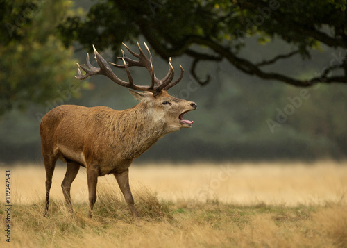 Close up of red deer stag bellowing in the rain