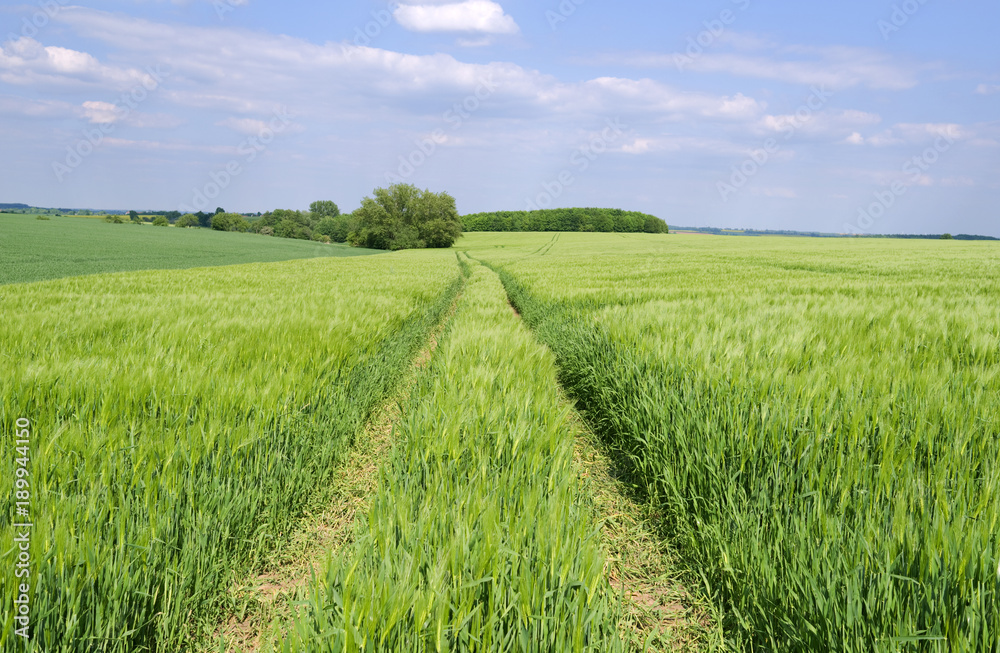 Fototapeta premium Altkirchen / Germany: Tractor tracks through an early green barley field