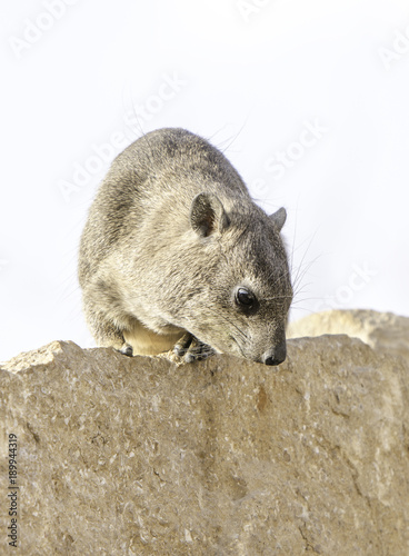 A Rock Hyrax, otherwise known as a Cape Hyrax and a Dassie, in South Africa