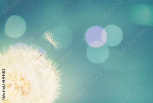 White dandelion on blue