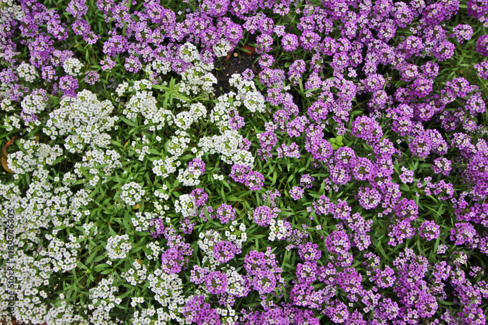 Naklejka premium Parque Real Łazienki, Varsovia, Polonia