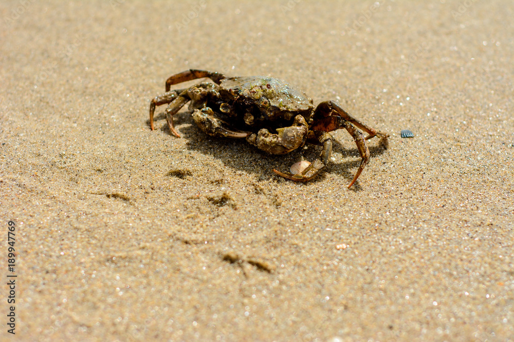 A beautiful crab crawl on the coast of the Black Sea