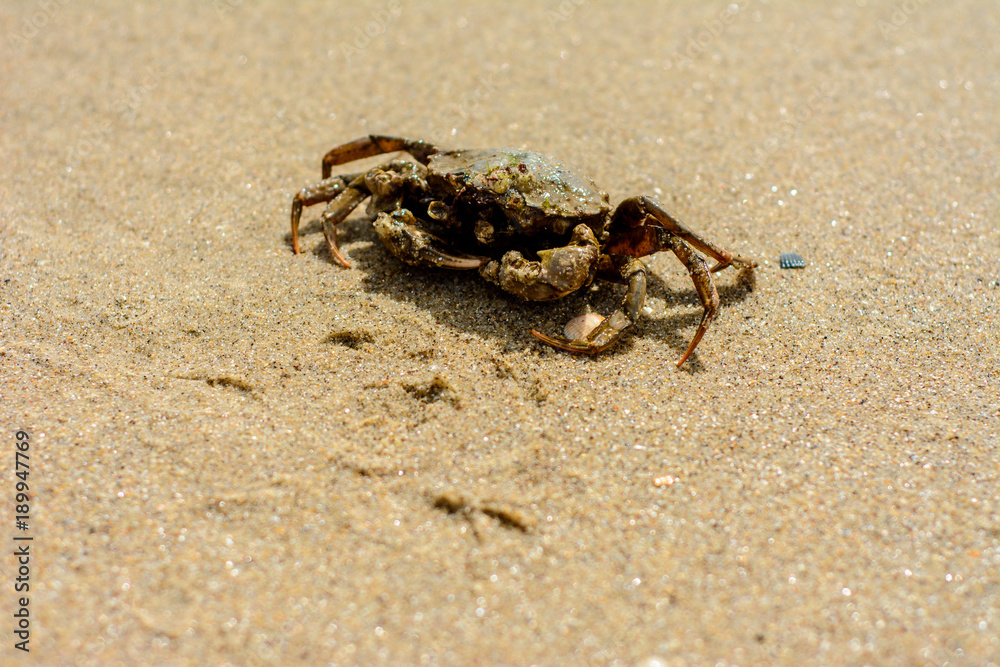 A beautiful crab crawl on the coast of the Black Sea A beautiful crab crawl on the coast of the Black Sea