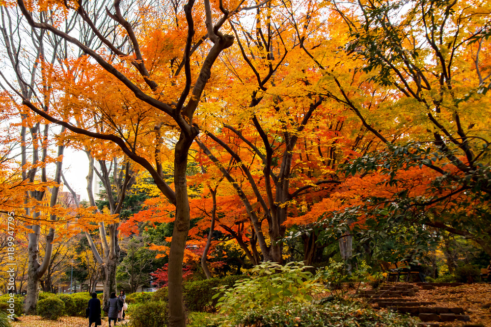 Naklejka premium Coloured leaves and trees