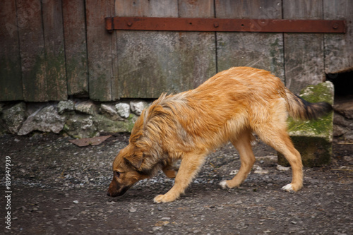 A stray dog walking along the street in the village. Homeless dog outdor.