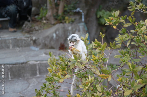 squirrel monkey baby