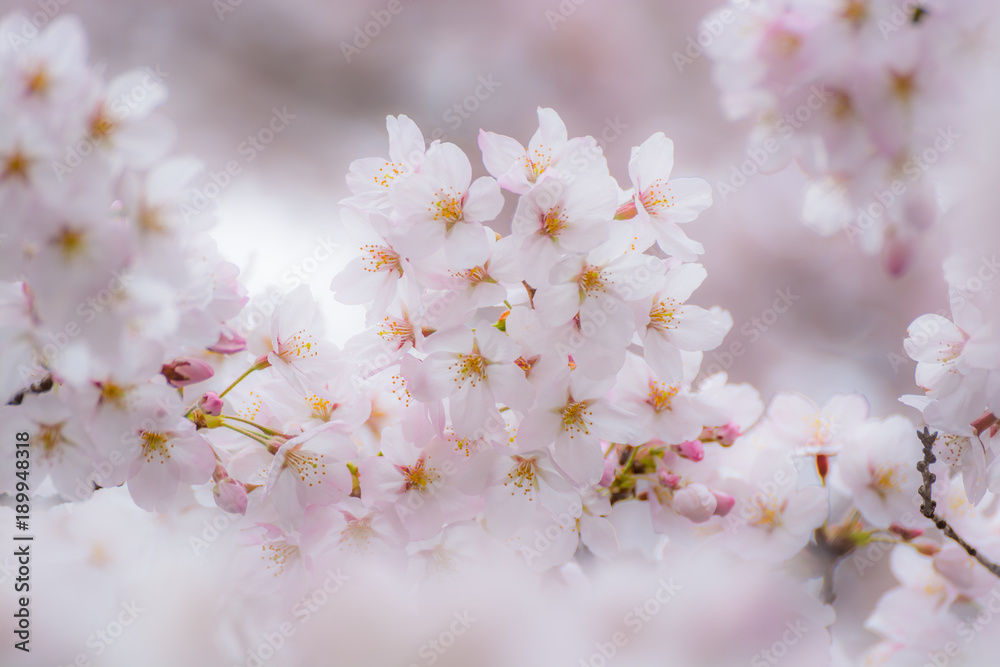 満開の桜 満開の桜