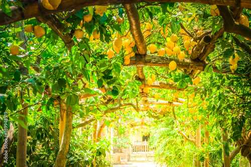 Lemon garden of Sorrento photo