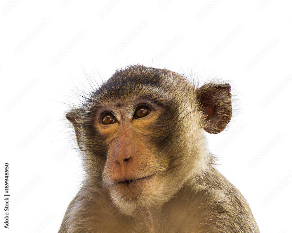 Macaque monkey isolated on white Macaque monkey isolated on white