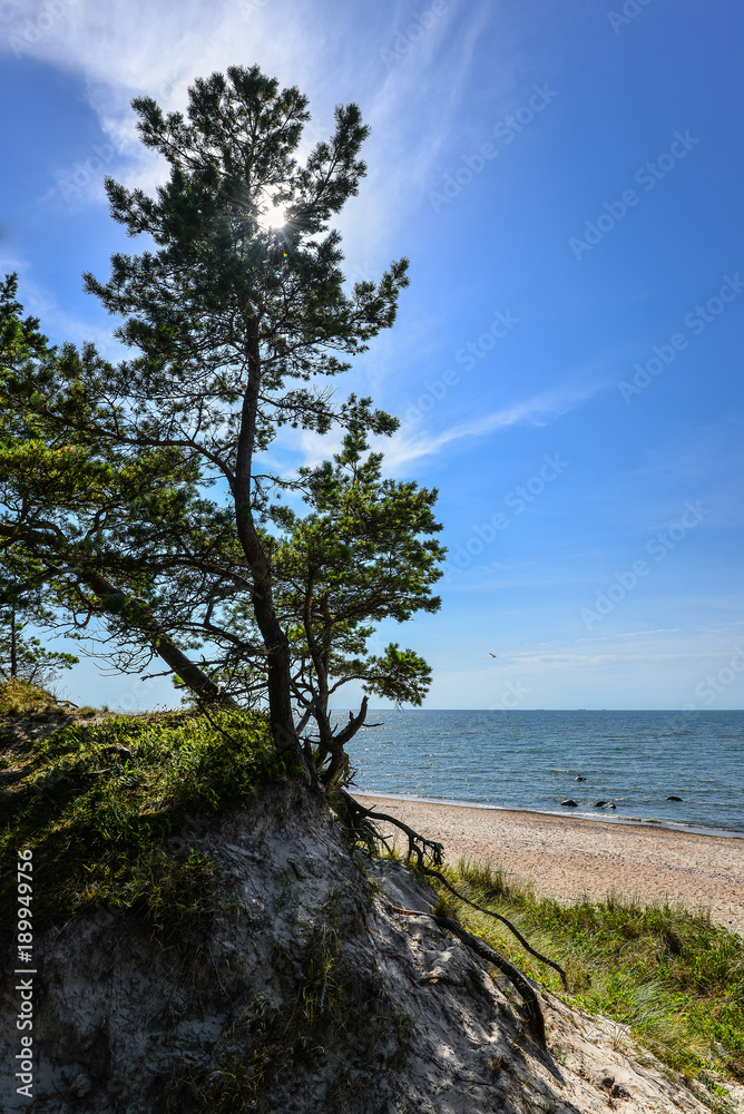 Beautiful summer view of the Baltic Sea,  sandy beach,  pine forest and bright blue sky, Curonian Spit, Klaipeda, Lithuania. Serene sea and a deserted beach without people. Landscape.