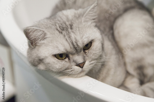 Fototapeta Naklejka Na Ścianę i Meble -  Cat in a sink
