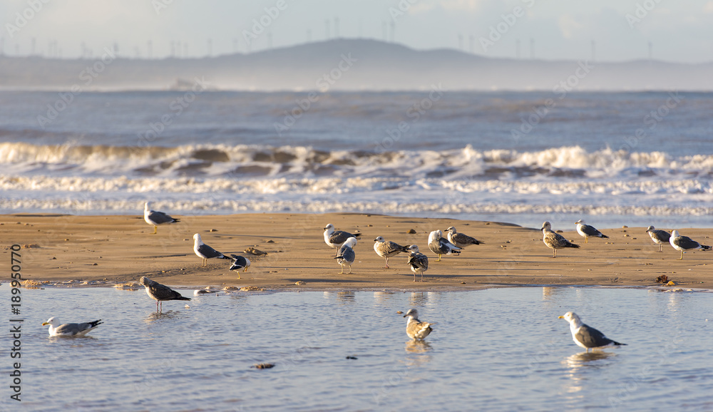 Seagulls at coastline, Atlantic ocean