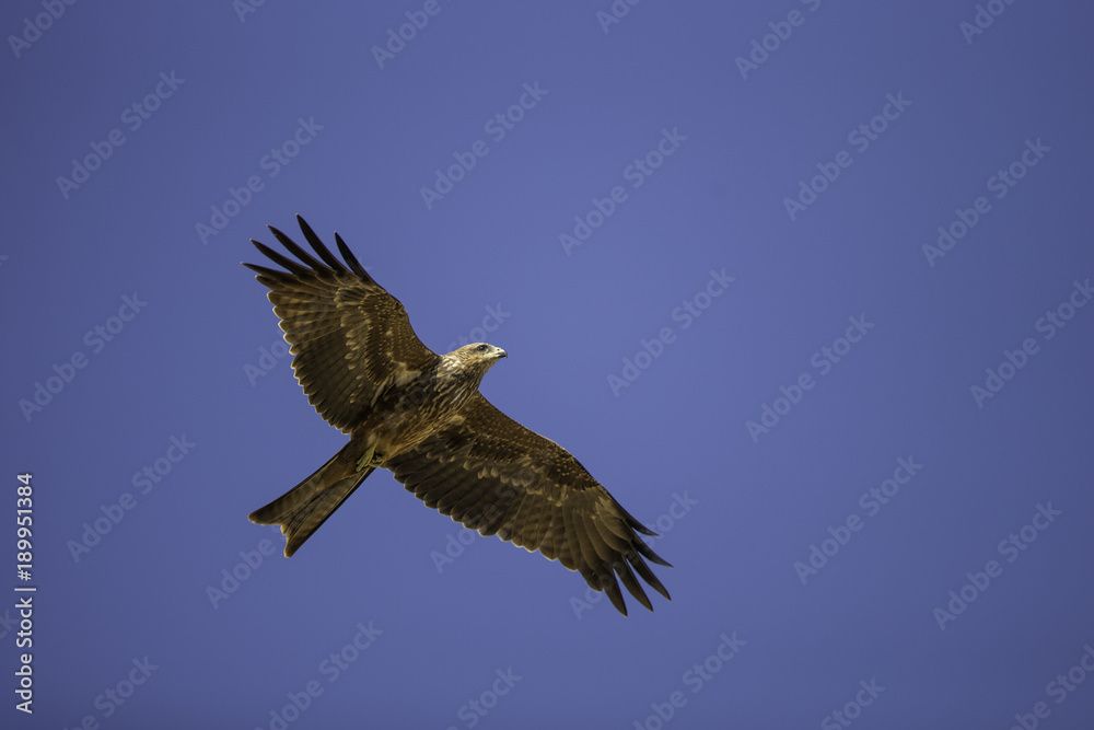 Fototapeta premium Błotniak bagienny, czyli australijski błotniak stawowy