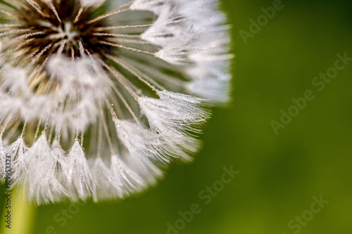 White dandelion blowball with drops of dew