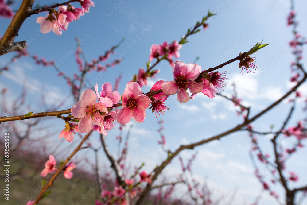 Peach and cherry blossom in spring Peach and cherry blossom in spring