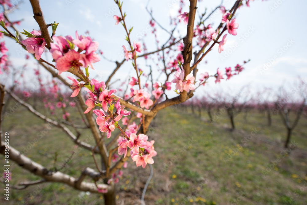 Peach and cherry blossom in spring Peach and cherry blossom in spring