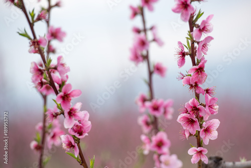 Peach and cherry blossom in spring © Toshe