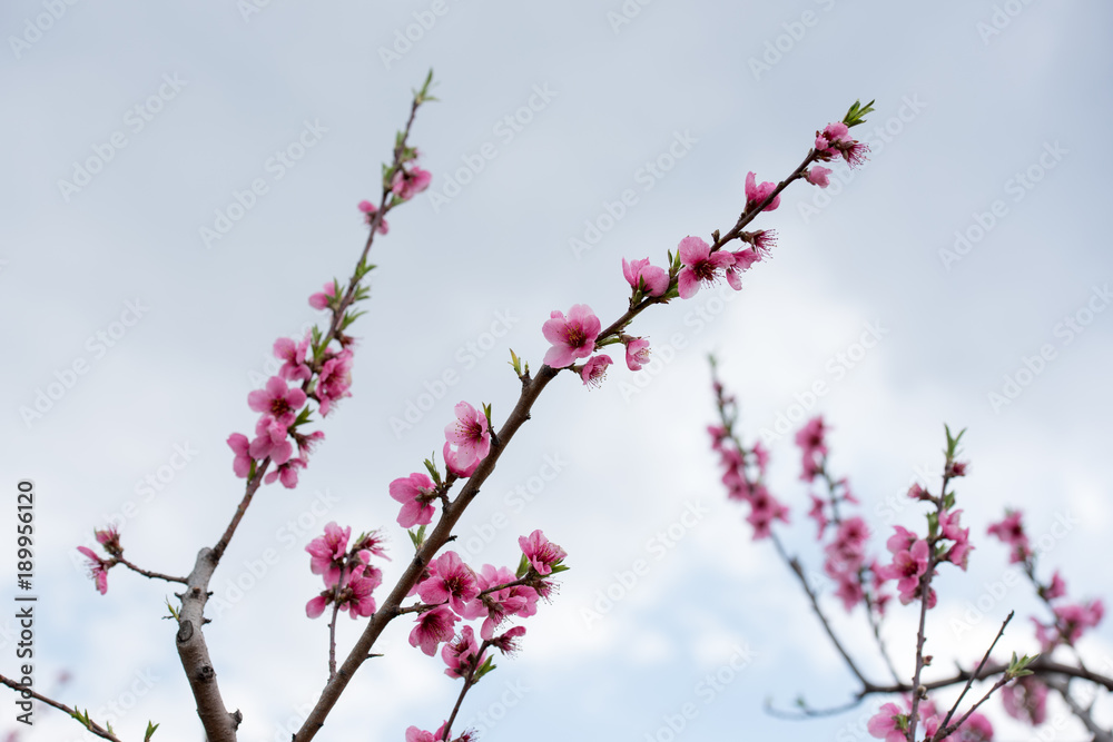 Cherry blossom and peach blossom trees in an orchard Cherry blossom and peach blossom trees in an orchard