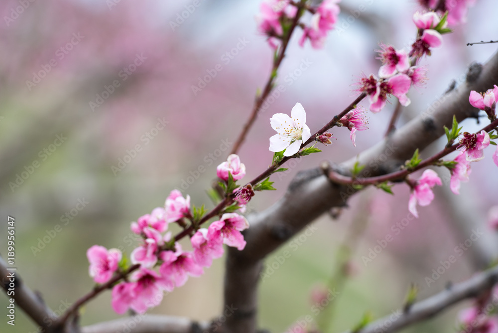 Spring flowers magnolia blossom tree on a bright sunny day Spring flowers magnolia blossom tree on a bright sunny day