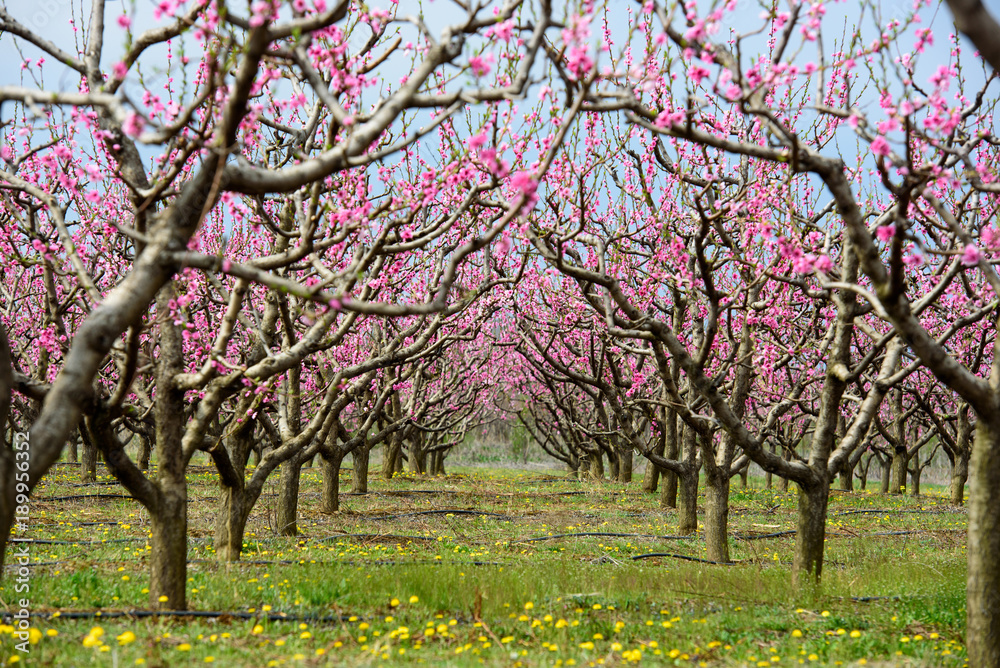 Peach blossom trees in a row during spring time Peach blossom trees in a row during spring time