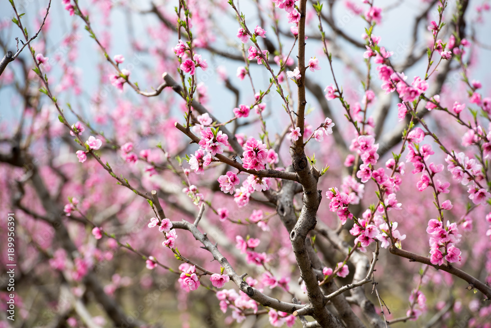 Cherry blossom and peach blossom trees in an orchard Cherry blossom and peach blossom trees in an orchard