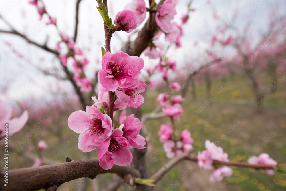 Peach blossom trees in a row during spring time Peach blossom trees in a row during spring time