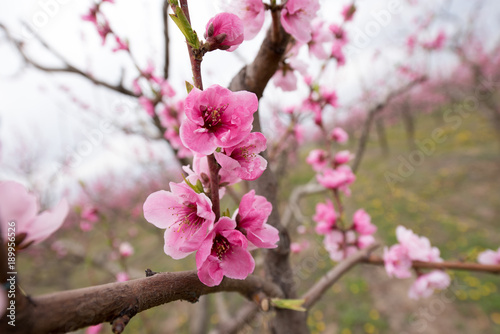 Cherry blossom and peach blossom trees in an orchard © Toshe