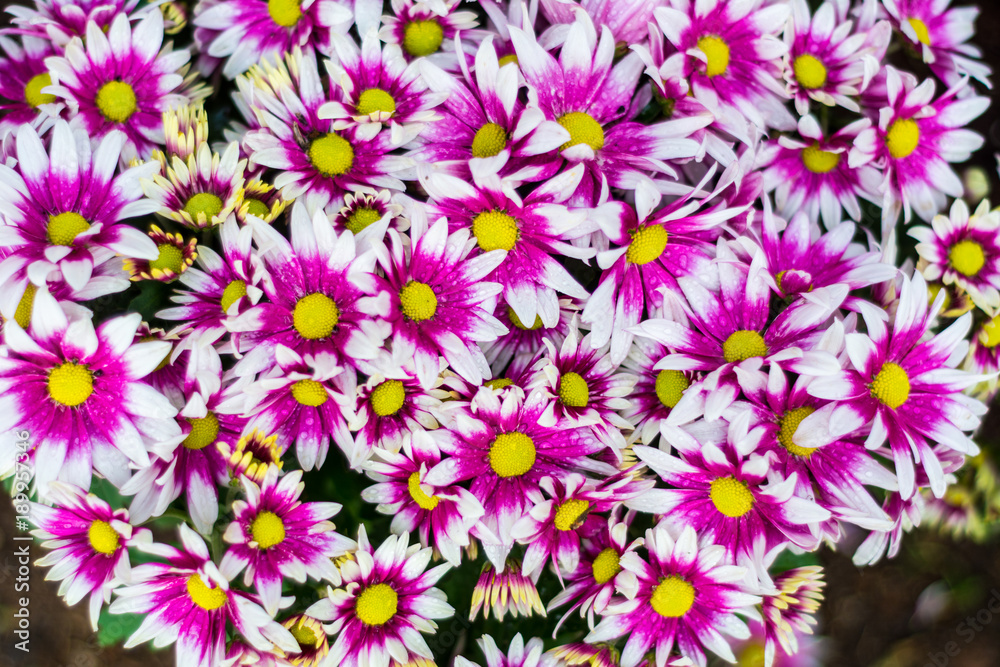 Beautiful flower in the garden. Beautiful flower in the garden.