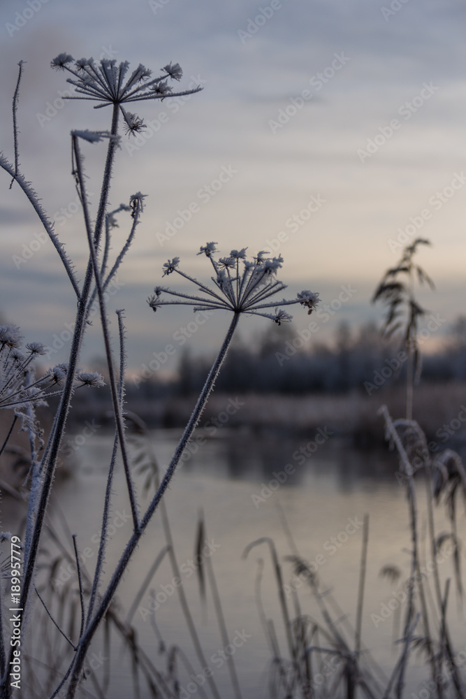  Frosted grass against the background of the river in the morning sun