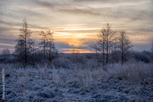  Frosted grass in a meadow in the distance of trees on a frosty morning