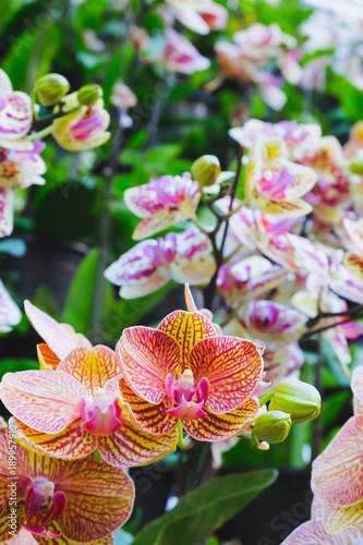 Fototapeta Naklejka Na Ścianę i Meble -  Orchid flower in tropical garden. Phalaenopsis Orchid flower. Floral background.Selective focus.