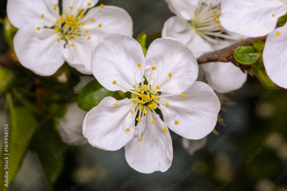 spring flower plum blossom
