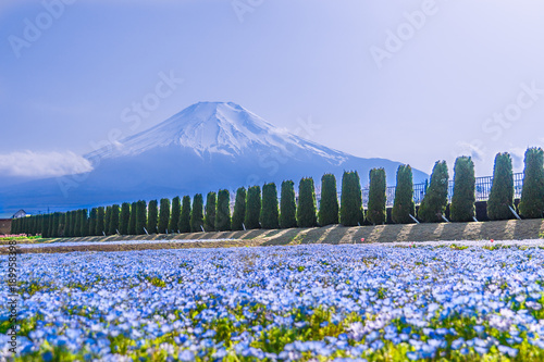 日本の春 ネモフィラと富士山の風景