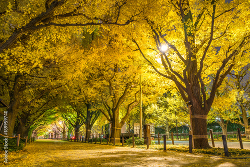 日本の秋　東京 神宮外苑のイチョウ並木