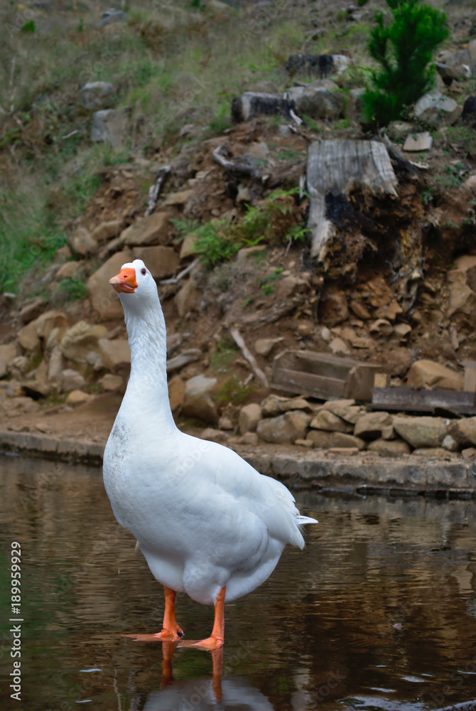 Fototapeta premium White Goose