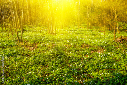 Blooming spring forest in sunlight.