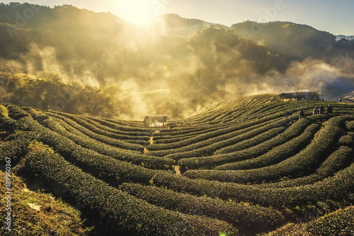 Beautiful Sunrise Landscape view with morning sea of fog at Tea Plantation field at doi angkang , chiang mai , Thailand.