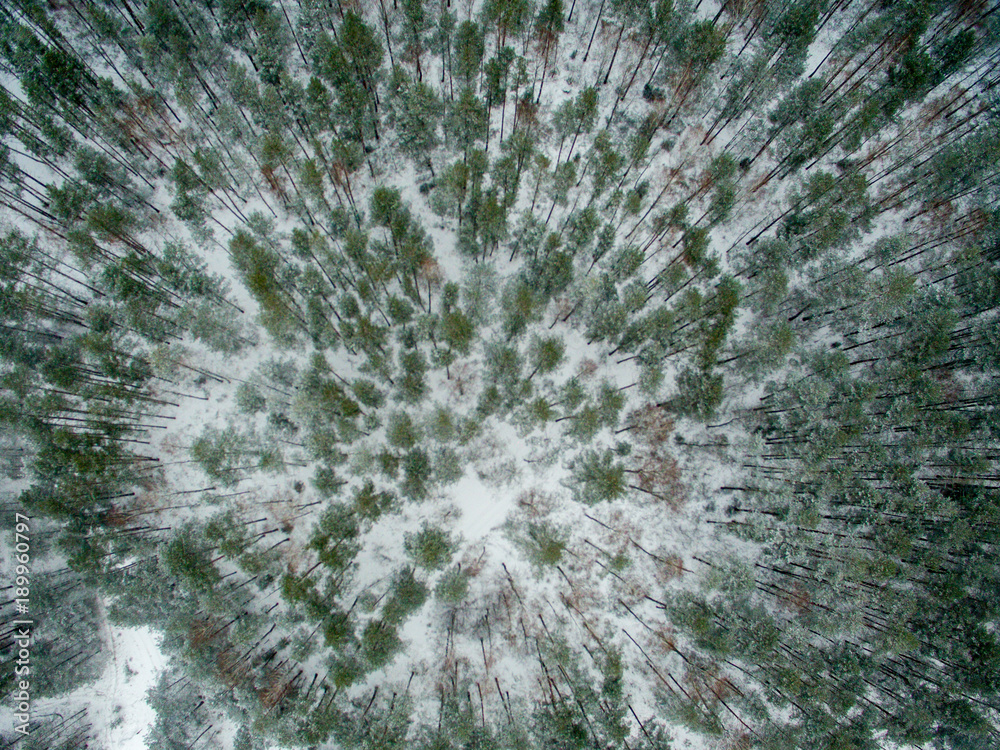 Winter forest. View from above. The photo was taken with a drone. Pine and fir forest in the snow