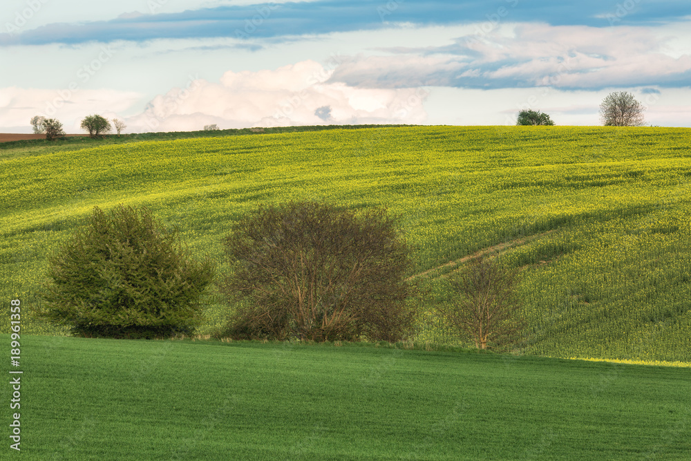 Green wavy hills in South Moravia, Csezh Republic